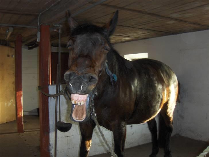Oldenborg Tootsie - Haha! Hvor er du dog grim, hvad laver du her på min profil?! xD. {Foto: Mig} billede 2