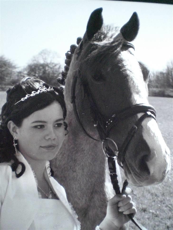 Hollandsk Sportspony Magic Spirit - solgt :'( - min konf.  billede 12