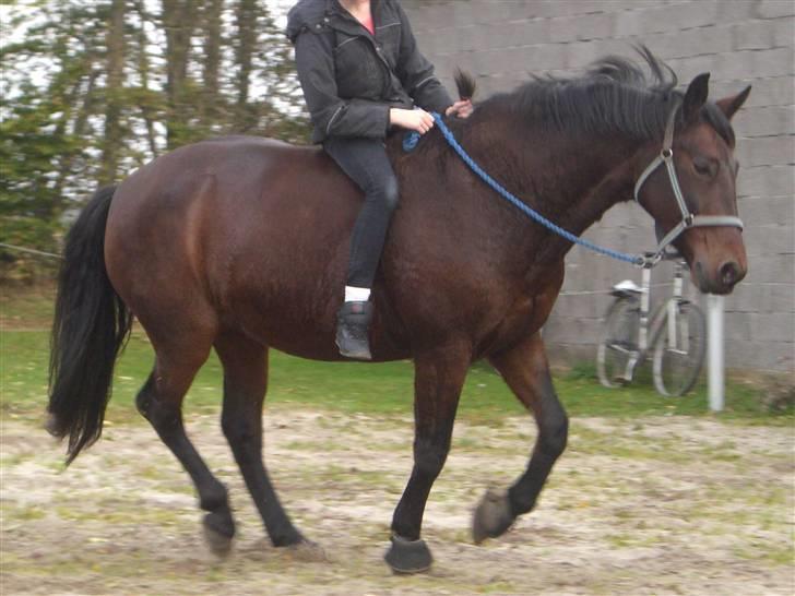 Oldenborg Tootsie - Bidløs :D. 100% styrbar :´D {Foto: Heidi} billede 4