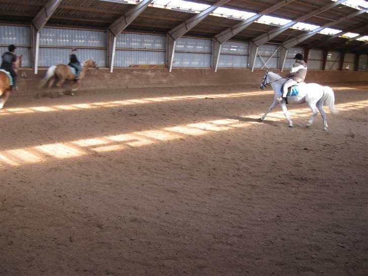 Anden særlig race Silas ( rider på den). - nr:16han er lige lidt i dressur billede 16