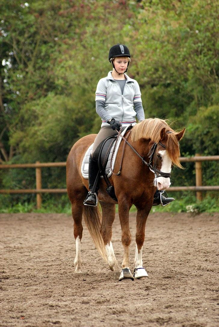 Welsh Partbred (Sec F) Rosengårdens Sodapop SOLGT - NYT! 11/9-10 Dressurtræning. Foto: Katrine Andreassen billede 13