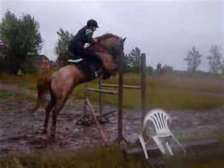 Hollandsk Sportspony Magic Spirit - solgt :'( - 130 cm. med sabine  billede 14