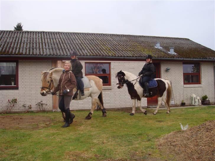 Fjordhest Felix  - mig der trækker min lillesøster&felix , henry&hannibal , en dag vi red en tur hjem til mig ;D! billede 7