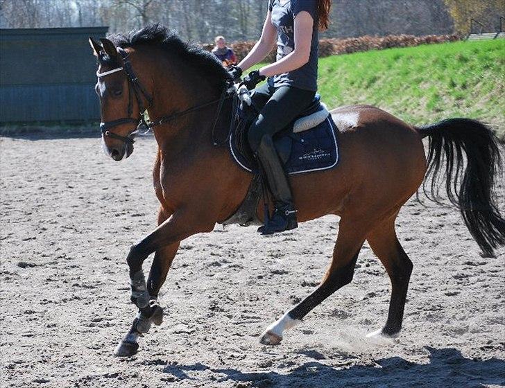 New Forest Rex <3 ( Solgt ) :'( - 16. billede 16