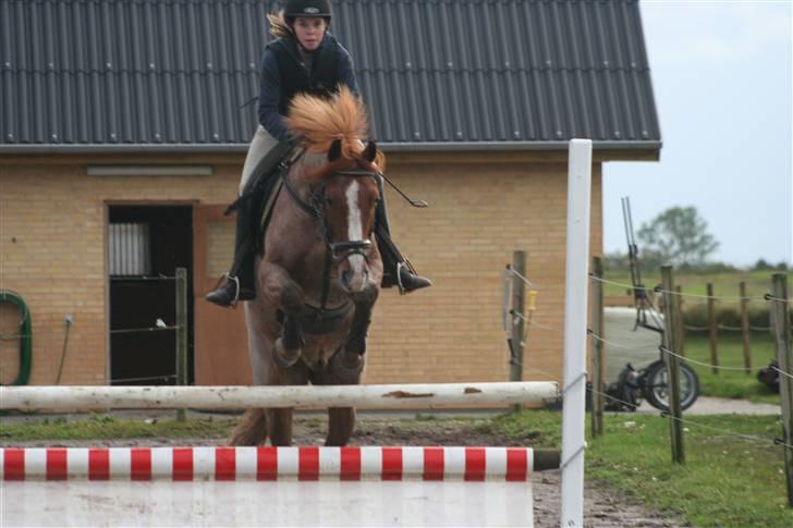 Hollandsk Sportspony Magic Spirit - solgt :'( - spring hjemme med Sabine 1 meter billede 15