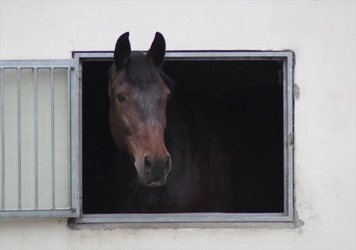 Oldenborg Tootsie - Dejlige Tootsie :*<3 {Foto: Annabell} billede 9