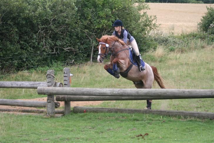Hollandsk Sportspony Magic Spirit - solgt :'( - military i fjælsted, med sabine 1 august billede 16