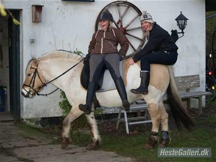 Fjordhest Felix  - en pony man kan gøre alt på :D!<3 mig,henry&felix:D!henry´s bukser er så gode hun ikke kan komme af (:! -foto henry´s mor (: billede 8