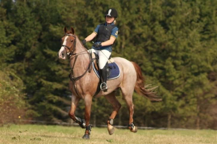 Hollandsk Sportspony Magic Spirit - solgt :'( - mini-military :D billede 18