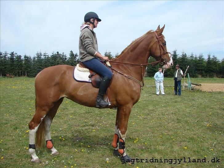 Hollandsk Varmblod Tamara billede 9