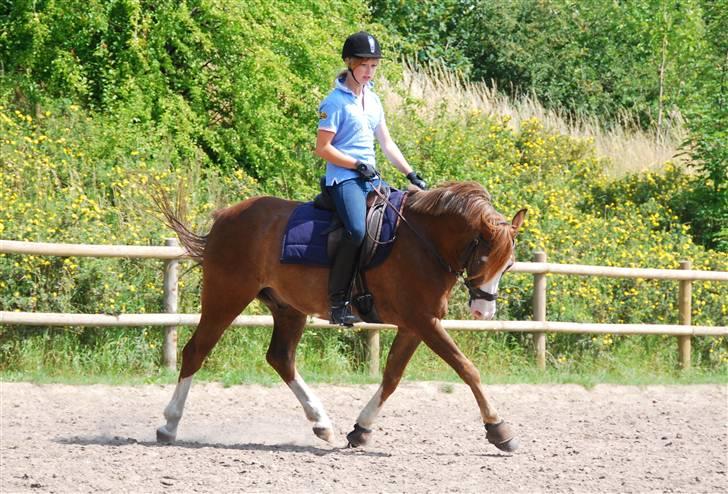 Welsh Partbred (Sec F) Rosengårdens Sodapop SOLGT - 17.07.09 lige efter Pop´s sommerferie. Foto: SP-Foto billede 14