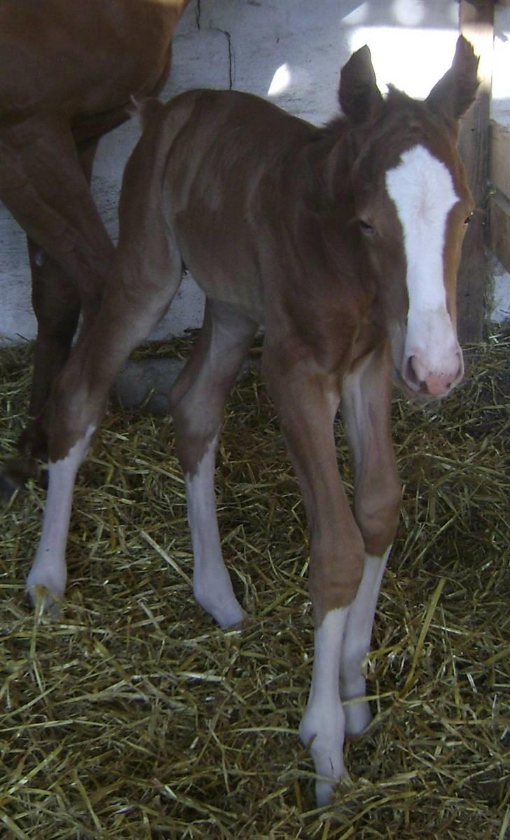 Dansk Varmblod Double-o Seven.    solgt billede 1