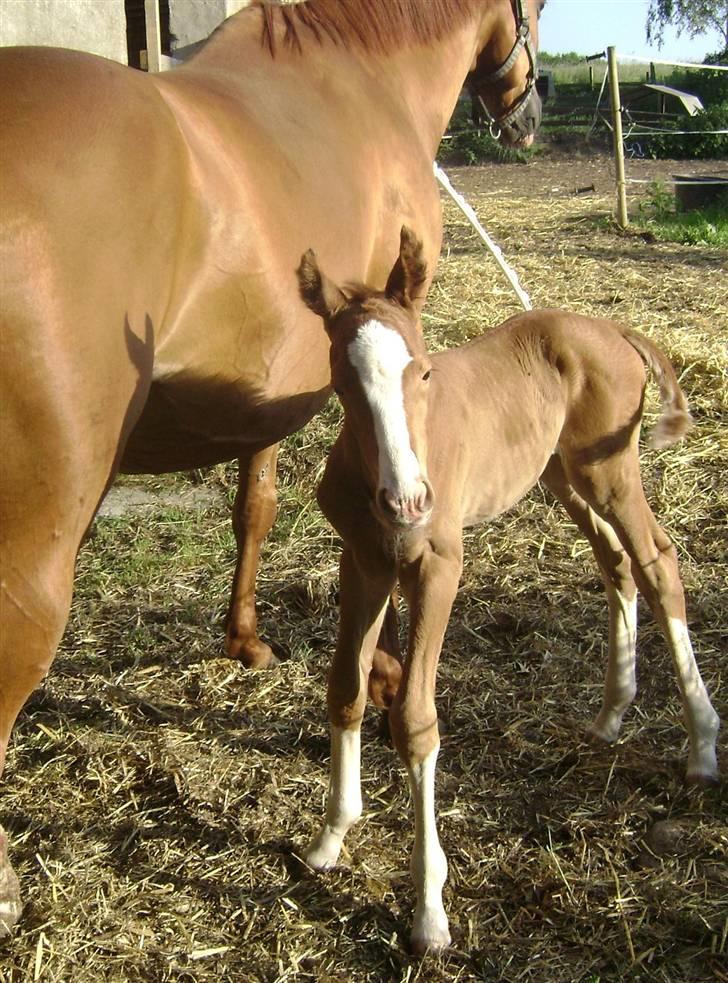 Dansk Varmblod Double-o Seven.    solgt billede 2