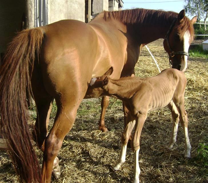 Dansk Varmblod Double-o Seven.    solgt billede 3