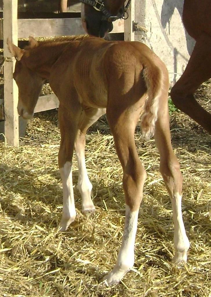 Dansk Varmblod Double-o Seven.    solgt billede 4