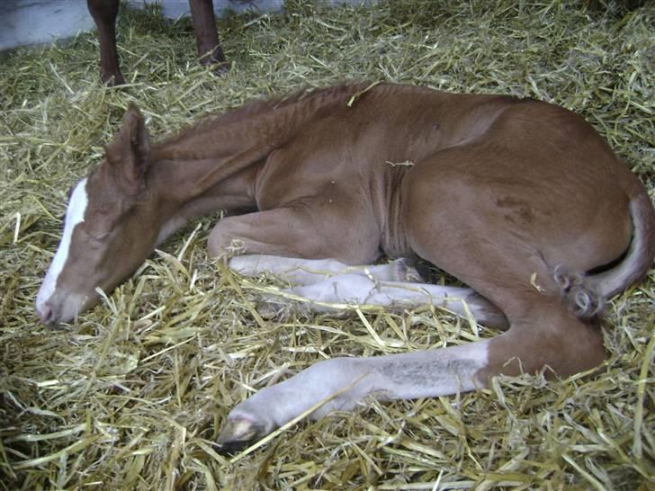 Dansk Varmblod Double-o Seven.    solgt - Det er altså hårdt at være midtpunkt.... billede 5