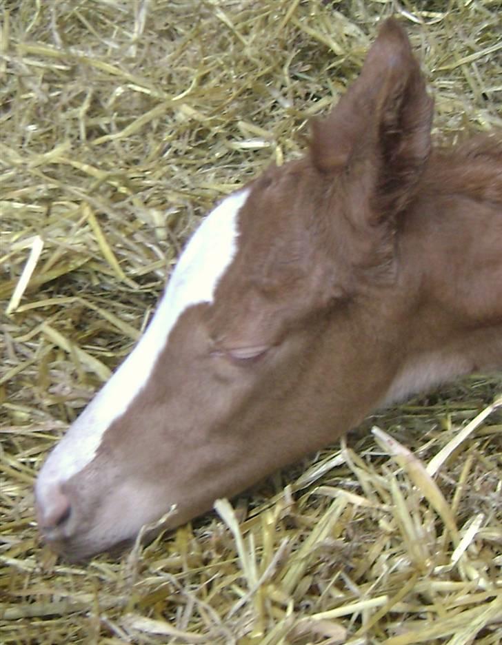 Dansk Varmblod Double-o Seven.    solgt billede 6