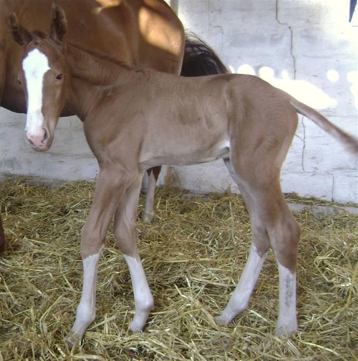 Dansk Varmblod Double-o Seven.    solgt billede 7