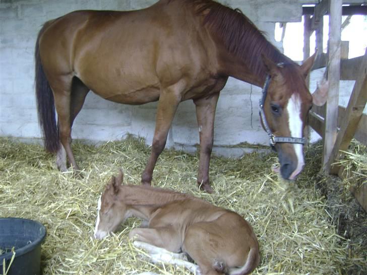 Dansk Varmblod Double-o Seven.    solgt billede 8