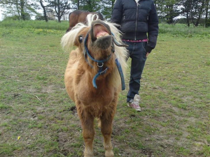 Miniature Filur ( figurt ) <3 solgt billede 16