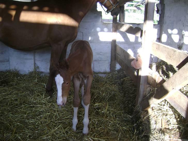 Dansk Varmblod Double-o Seven.    solgt billede 9