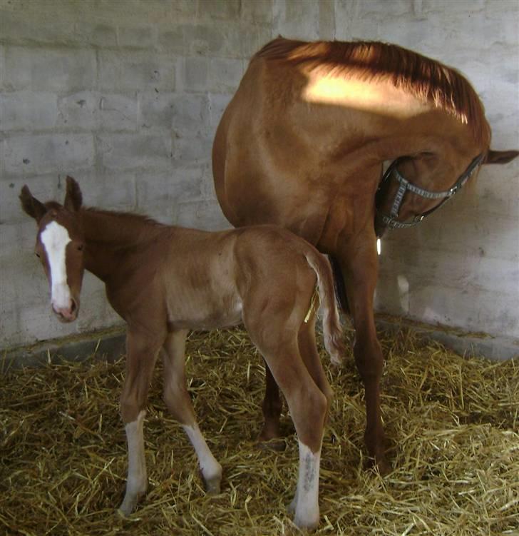 Dansk Varmblod Double-o Seven.    solgt billede 10