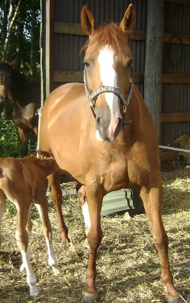 Dansk Varmblod Double-o Seven.    solgt - Lana (mor), med Double-o Seven billede 11