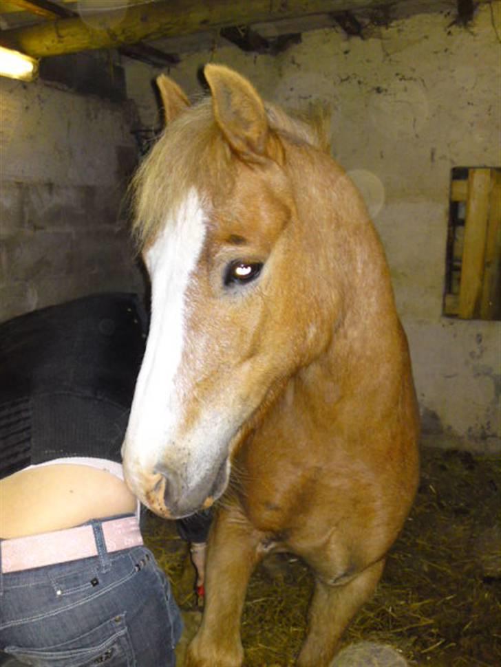 Dartmoor skovbrynets burat (split) solgt  billede 5