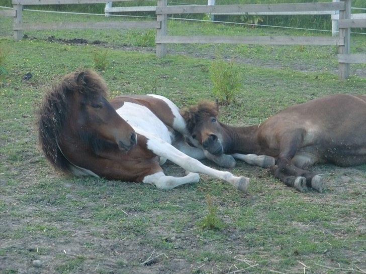 Islænder Mosedalens Kríla billede 1