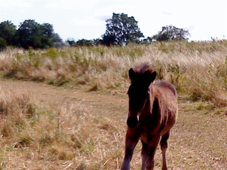 Islænder Mosedalens Kríla billede 2