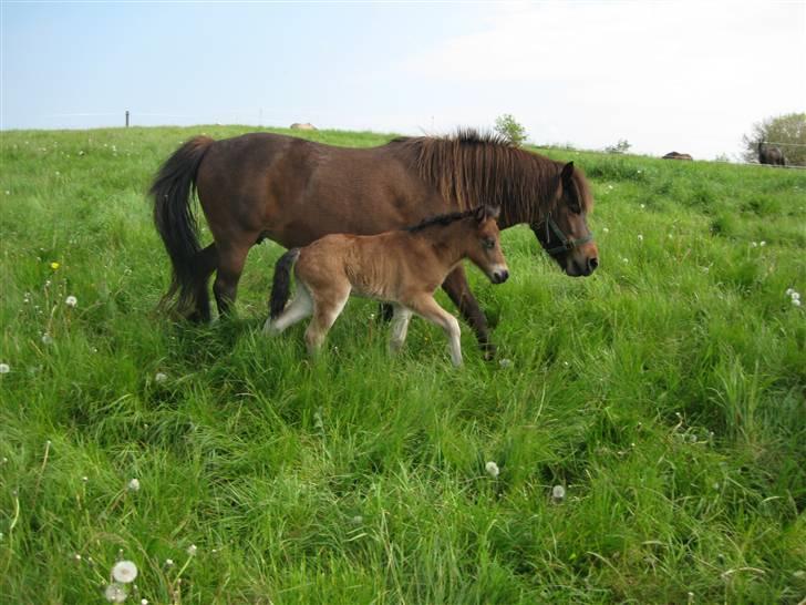 Islænder Mosedalens Kríla billede 3