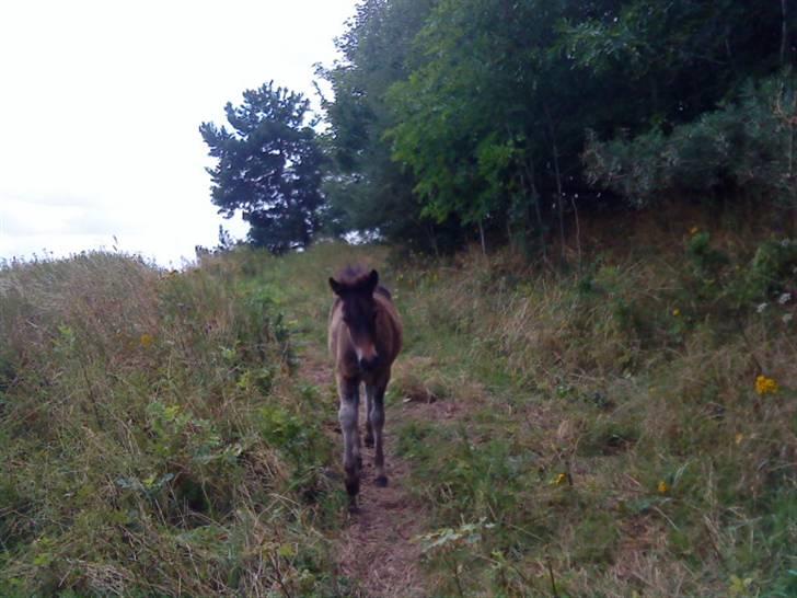 Islænder Mosedalens Kríla billede 4