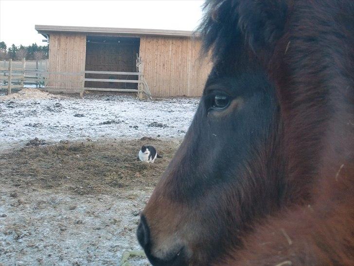 Islænder Mosedalens Kríla billede 5
