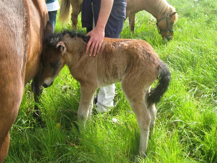 Islænder Mosedalens Kríla billede 6