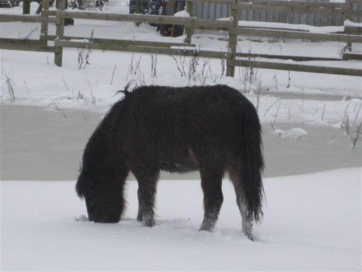 Islænder Mosedalens Kríla billede 7