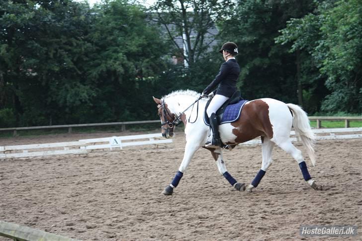 Anden særlig race Malles Chipsy SOLGT - Ponyuge 2009 billede 3