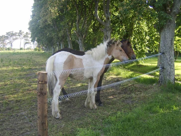 Irish Cob Crossbreed Remix - * Solgt * billede 9
