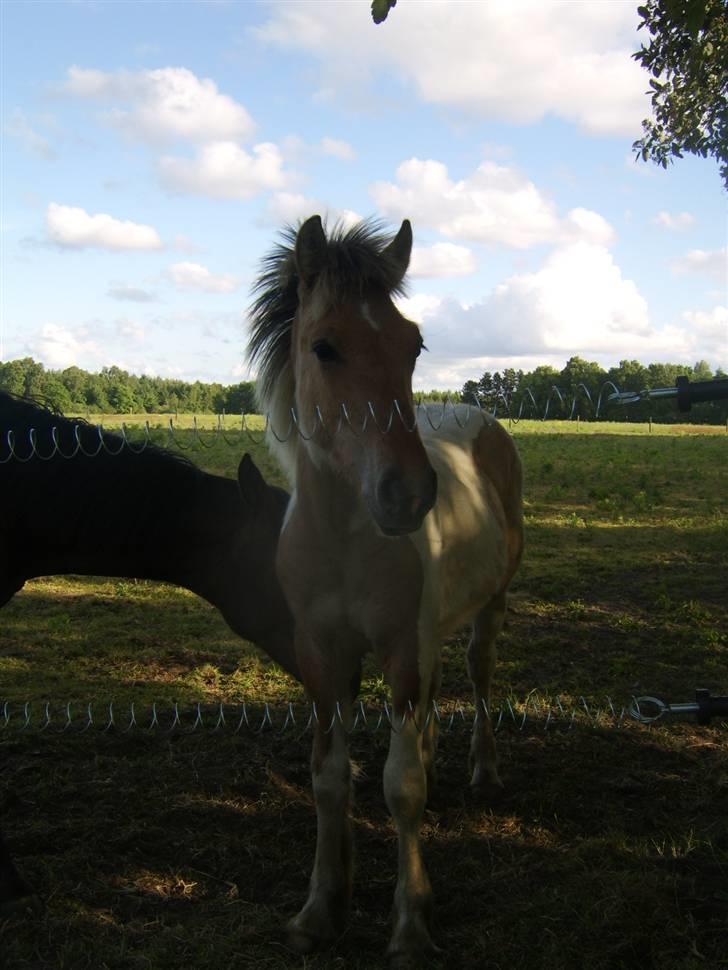 Irish Cob Crossbreed Remix - * Solgt * billede 10