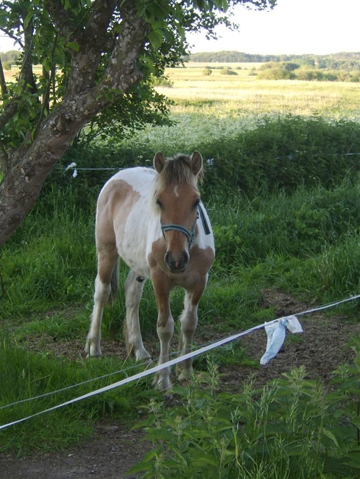 Irish Cob Crossbreed Remix - * Solgt * billede 11