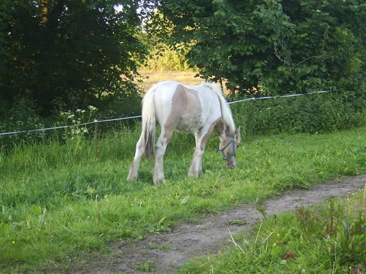 Irish Cob Crossbreed Remix - * Solgt * billede 12