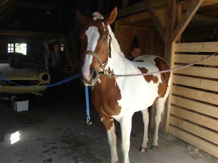 Anden særlig race Malles Chipsy SOLGT - Da vi var ude at se på Chipper første gang. billede 7