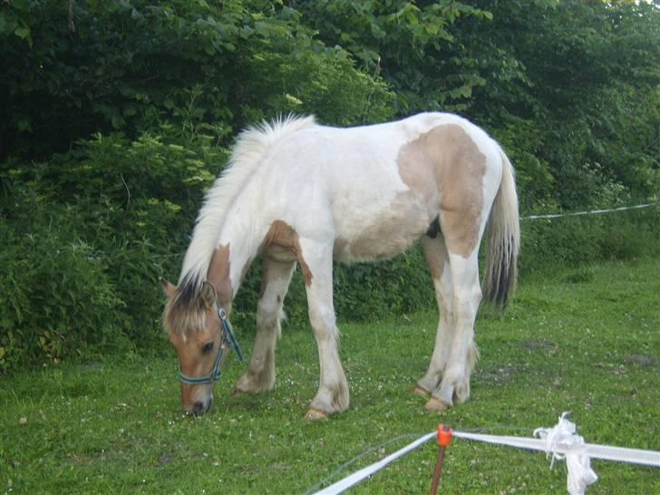 Irish Cob Crossbreed Remix - * Solgt * billede 14