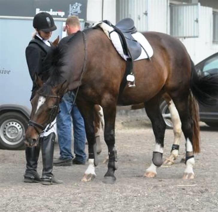 Anden særlig race Sille billede 14