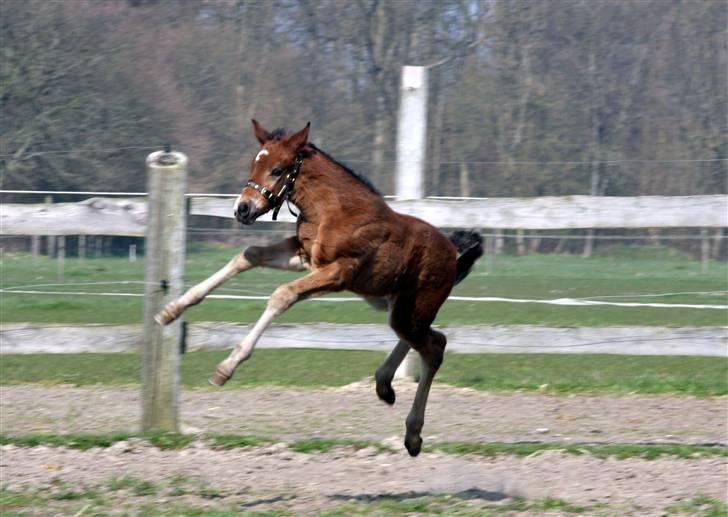 New Forest Skovlundegårds Hafferlaf billede 6
