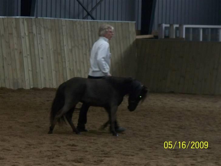 Dansk Miniature Caddy Valentine - Endnu engang en stor tak til Anna Grethe for at vise Caddy frem for mig! billede 5