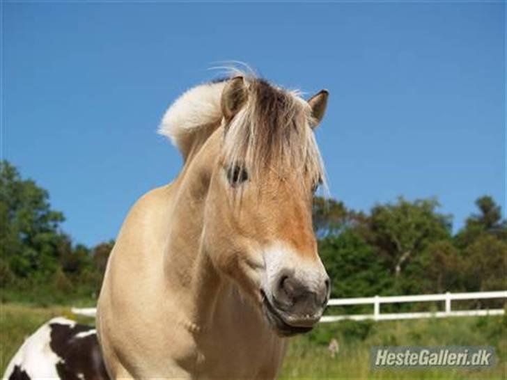 Fjordhest Felix  - felix (:   sommeren 08(:                      -foto *henriette* billede 15