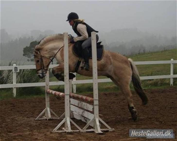 Fjordhest Felix  - spring undervisning(: tror engang i feb 09(:     -foto  *henriette* billede 17