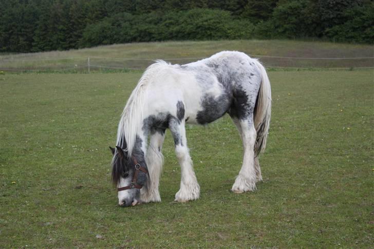 Irish Cob Banjas Otto -Hingst - juni  2009 billede 11