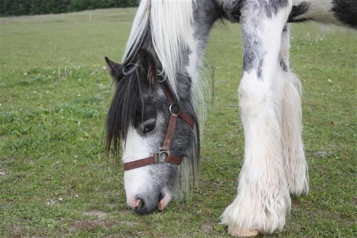 Irish Cob Banjas Otto -Hingst - juni  2009 billede 12