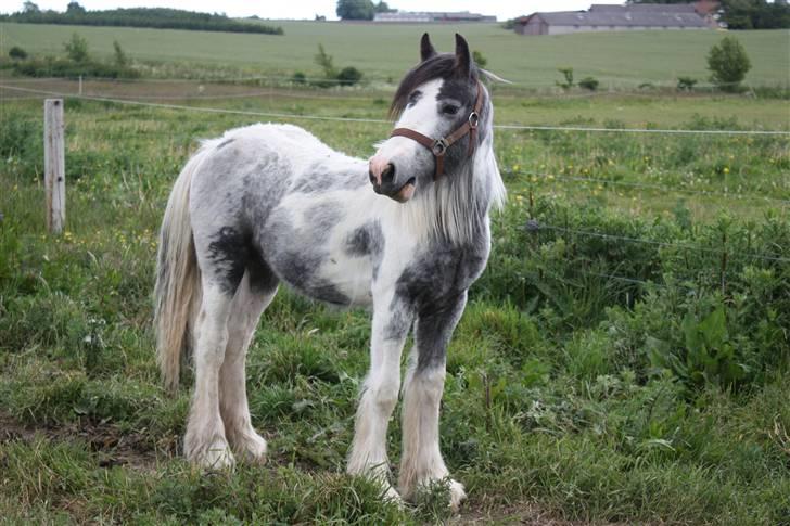 Irish Cob Banjas Otto -Hingst - juni  2009 billede 13